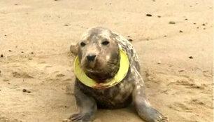 frisbe
