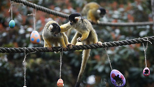 APTOPIX_Britain_Zoo_Easter_Treats_79872.jpg-01103