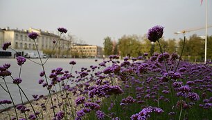 Luki&scaron;kių aik&scaron;tė