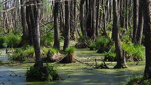 Pelkėtų lapuočių mi&scaron;kų buveinė