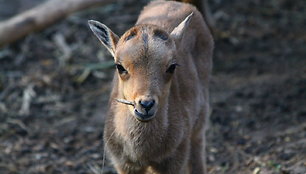 Berberiniai avinai Kauno zoologijos sode