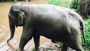 Akimirka i&scaron; Makaliaus kelionės Tailande &bdquo;Chiang Mai&ldquo; dramblių prieglaudoje