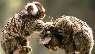 Pirmą kartą Lietuvoje – virtualus zoologijos sodas!