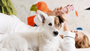 I&scaron;manūs patarimai naminių gyvūnų augintojams: nuo dresūros įrankių iki meditacijos