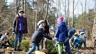 Planting of the treas