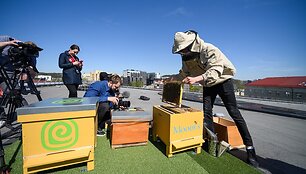 Bees on Green Hall 2