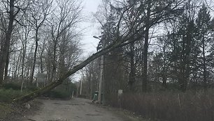 Vilniuje ant elektros laidų užvirto medis