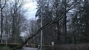 Vilniuje ant elektros laidų užvirto medis