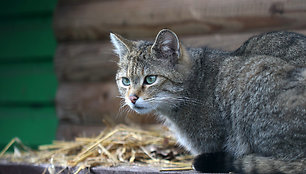 Miškinės katės Lietuvos zoologijos sode