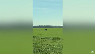 Kėdainių rajone siaučia trijų keturkojų gauja