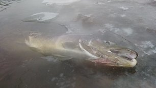 Neries krante aptikta nugaišusi įspūdingo dydžio lašiša