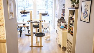 &bdquo;Cat Cafe&ldquo; kavinės akimirka