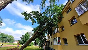 Ant namo nuvirtęs medis Prienuose