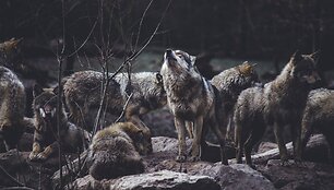 Vilkai
