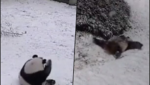 collagepanda