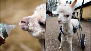 alpaca