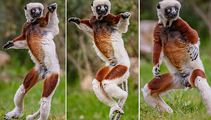 SWNS_DANCING_LEMURS_001