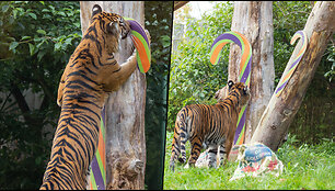 tigers