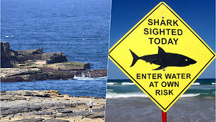 shark