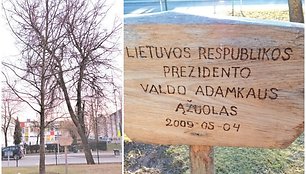 „Atžalyno“ gimnazijos kieme augantis V.Adamkaus ąžuoliukas kai kuriems kraštiečiams pasirodė stokojantis vietos ir erdvės