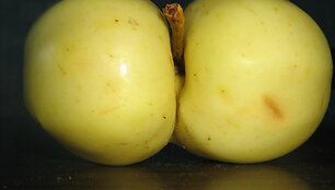 Nuotraukos pavadinimas