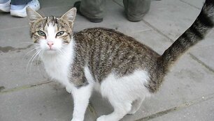 Nuotraukos pavadinimas