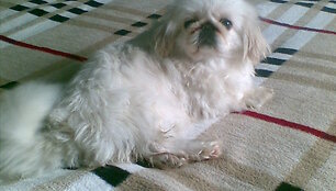 Sunelis-Pekinas