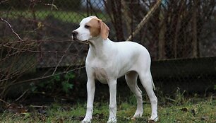 Nuotraukos pavadinimas