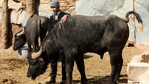 Buivolas / KARAR JABBAR / AFP