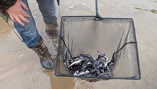 A&scaron;tria&scaron;nipių er&scaron;ketų įžuvinimas Neryje / Žuvininkystės tarnybos nuotr.