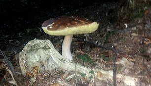Baravykas