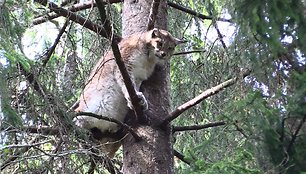 VIDEO kadras: Žvėrinčius –  gyvūnų respublika Telšių miškų urėdijoje