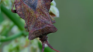 Coreus marginatus