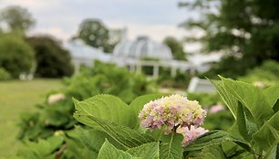 Hortenzijos