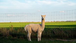 Žemės herojų testas: ar susimąstėte, koks jūsų poveikis aplinkai?