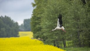 &Scaron;iuolaikinį ūkininkavimą ir bioįvairovę galima suderinti
