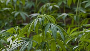 Marihuana