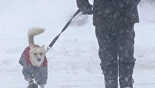 Per pūgą vedžiojamas aprengtas šuo