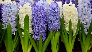 &bdquo;Chelsea Flower Show&ldquo; paroda