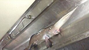 Ilgasnukė chimera