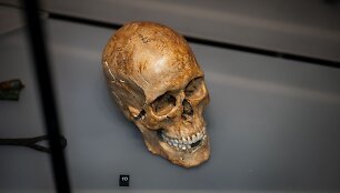 Parodoje &bdquo;Kijevo Rusia. Pradžia&ldquo; eksponuojama vikingo kaukolė su dildytais dantimis