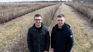 Mindaugo ir Audriaus Macijauskų serbentų ūkis