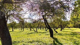 Saulėtas rudens rytas