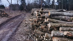 Miško kirtimas Lapių geomorfologiniame draustinyje