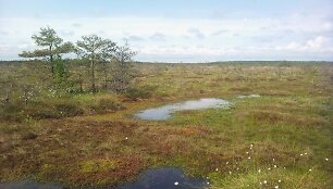 Pelkė