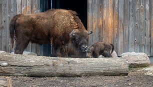 Lietuvos zoologijos sode gimė stumbriukas