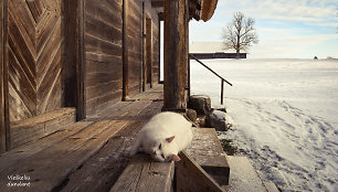 Kleboniškių kaimas (Radviliškio r.)