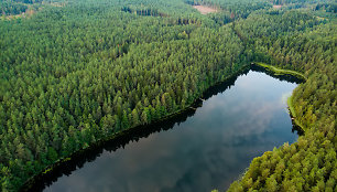 Lietuvoje siekiama plėsti miškų masyvą