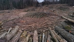 Miško kirtimas Lapių geomorfologiniame draustinyje