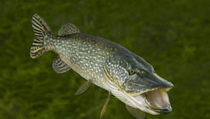 Lietuvoje prasideda lydekų žvejybos sezonas